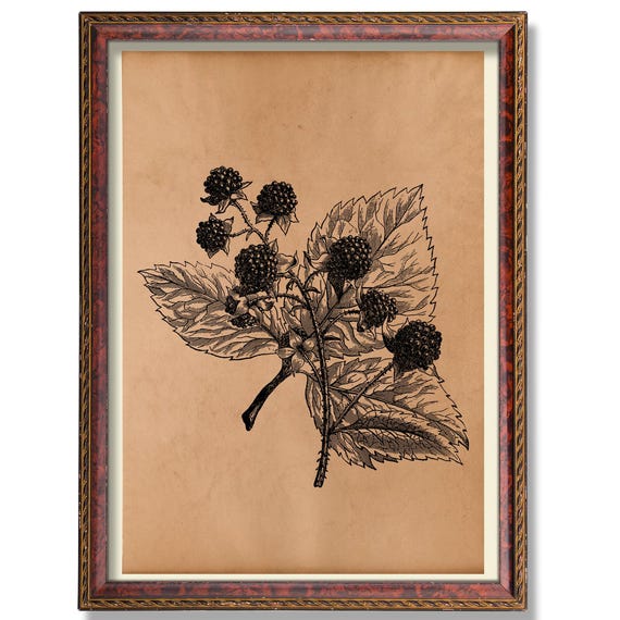 Blackberry Botanical Wall Illustration Antique Fruit Decor Rustic Kitchen Poster Vintage Garden Art Print Heirloom Berry Decoration