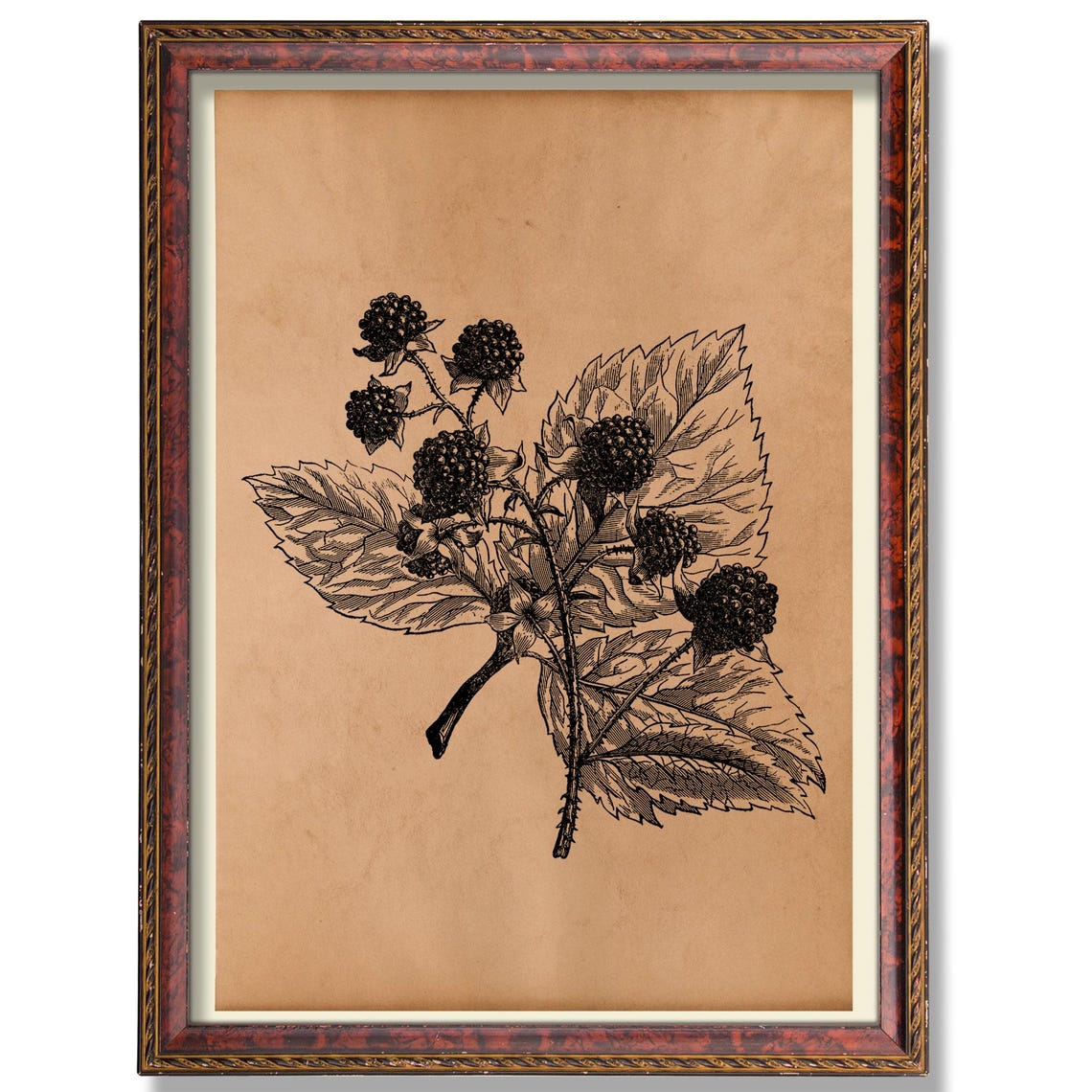 Blackberry Botanical Wall Illustration Antique Fruit Decor Rustic Kitchen Poster Vintage Garden Art Print Heirloom Berry Decoration