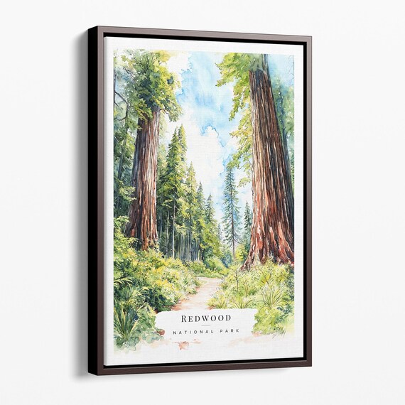 Redwood National Park Towering Trees Watercolor Travel Art Poster