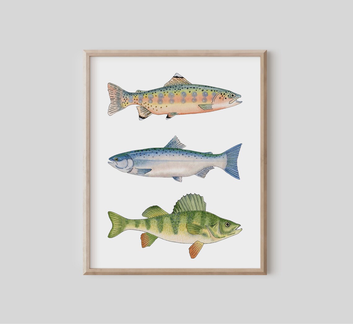 Watercolor Fish Trio Trout Salmon Perch Angler Fishing Decor Poster