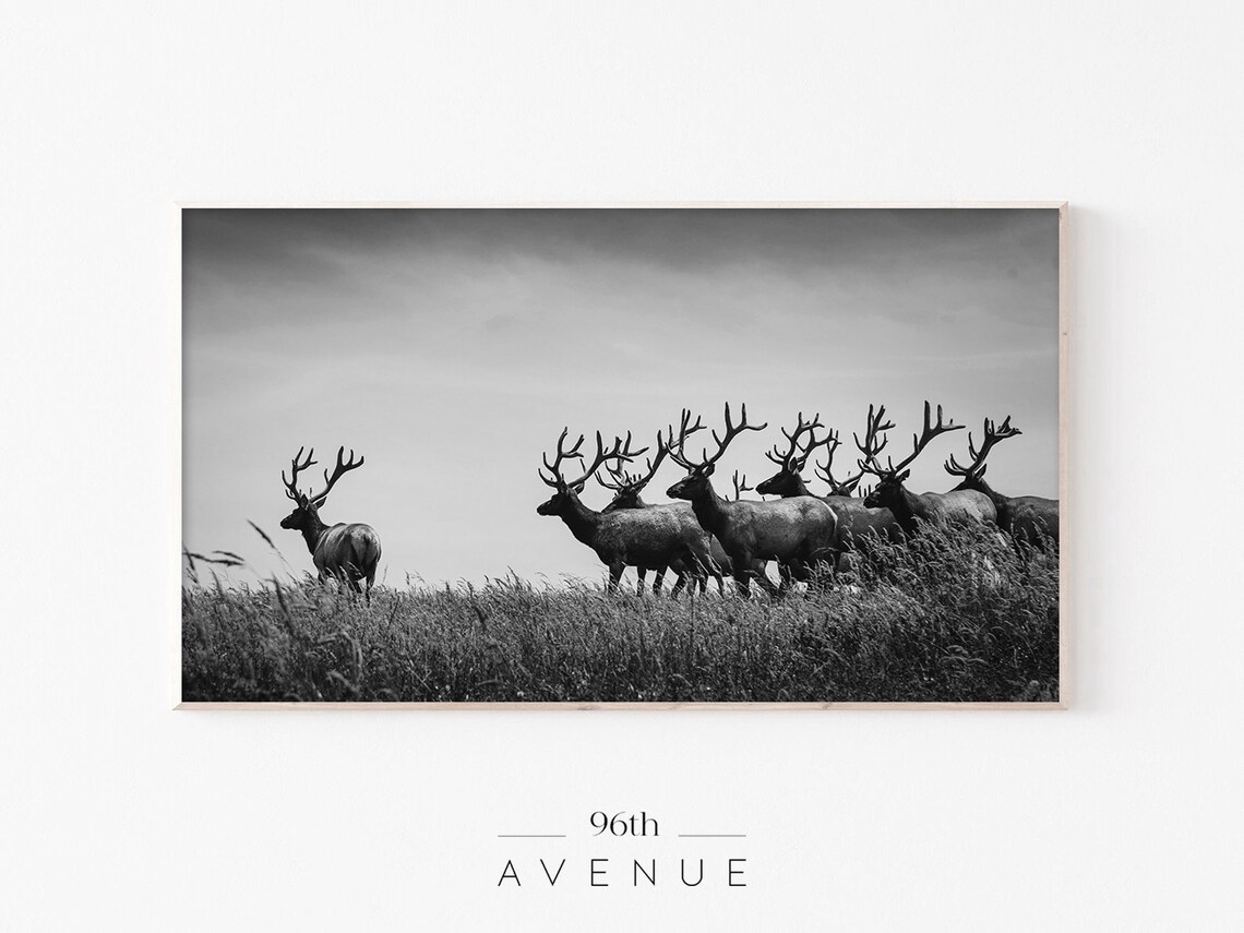 Black and White Photo of an Elk Herd on a Grassy Hill Poster