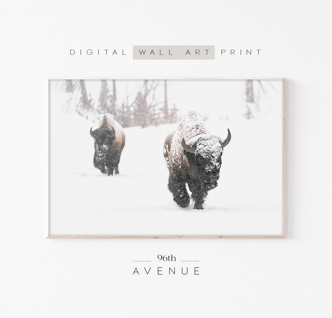 Two Bison Walking Through Heavy Falling Snow in Winter Poster