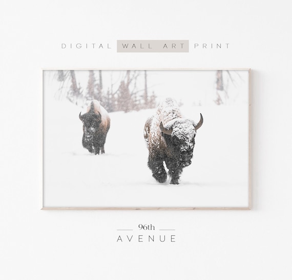 Two Bison Walking Through Heavy Falling Snow in Winter Poster