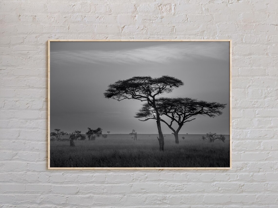Tanzania Acacia Trees Serengeti Sunset Black And White Safari Poster