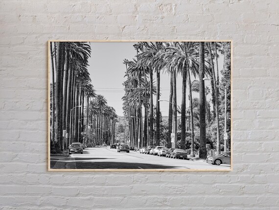 Black And White Palm Tree Lined Los Angeles Street Photo Poster