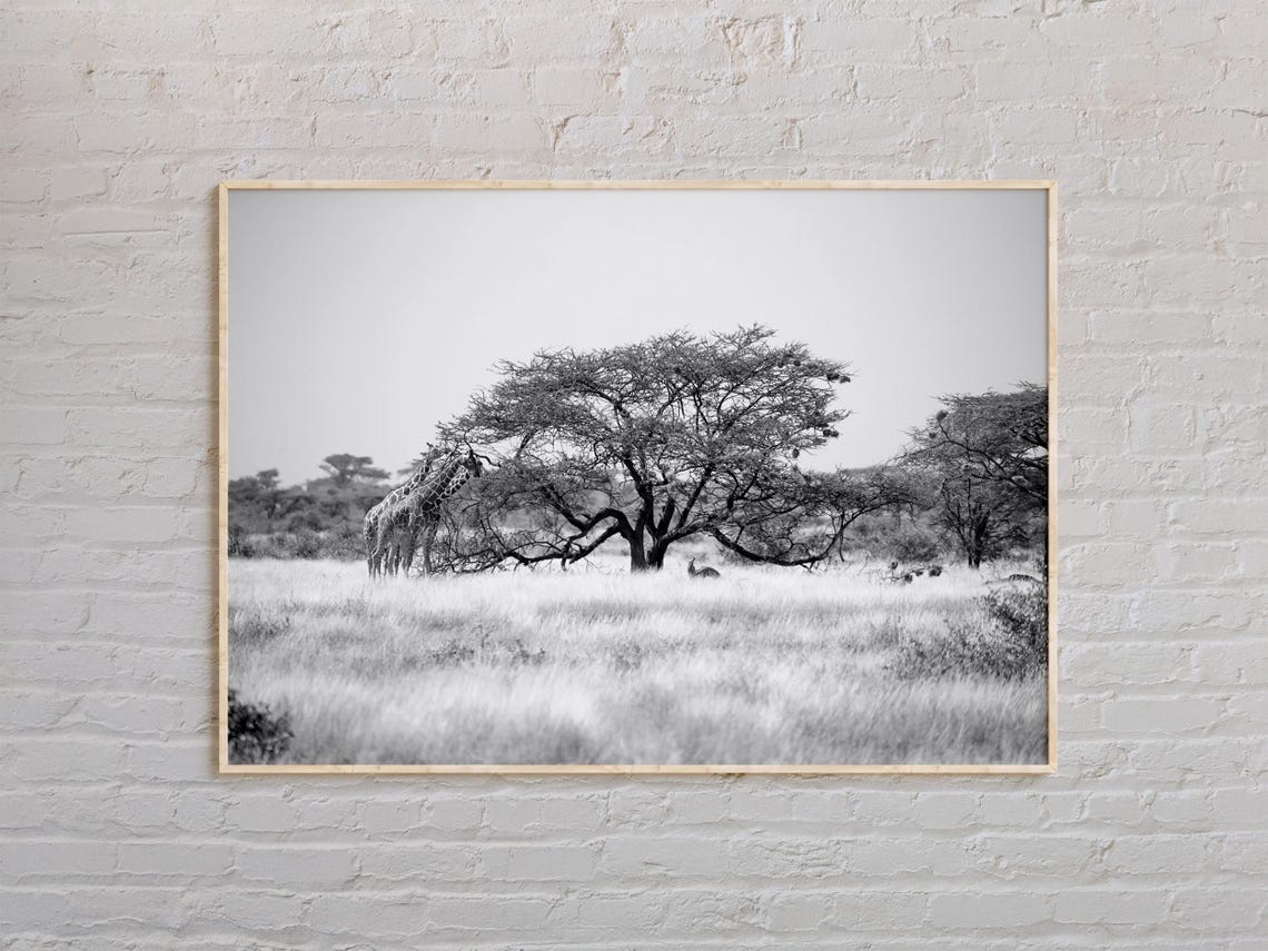 Somalia Giraffe Under Acacia Tree Savanna Black and White Poster