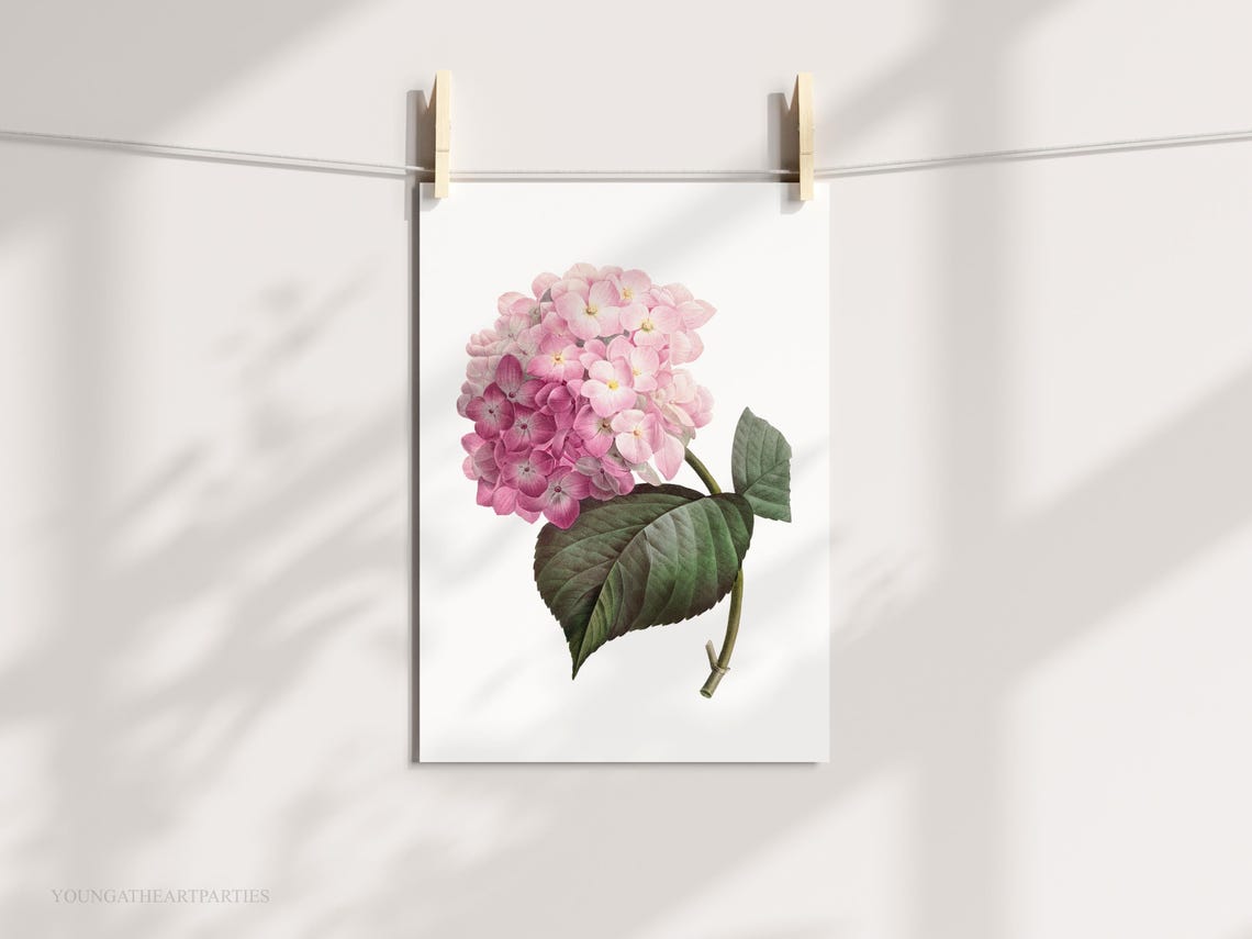 Pink Hydrangea Vintage Botanical Illustration Framed Wall Art - Image 5