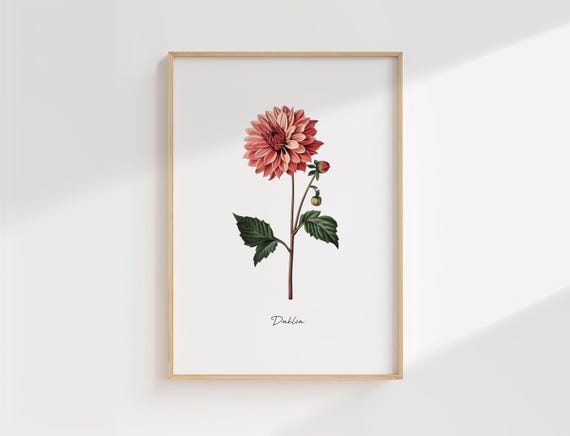 Dahlia Flower Print Vintage Botanical Illustration