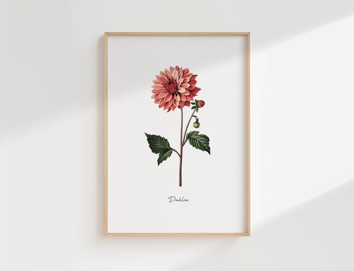 Vintage Dahlia Flower Botanical Illustration Coral Bloom Art Poster