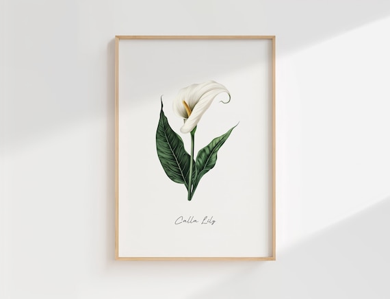 White Calla Lily Minimalist Botanical Elegant Floral Art Print