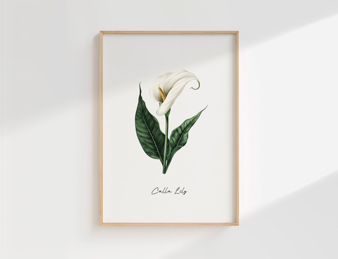 Calla Lily Botanical Print Elegant Minimalist Floral Art