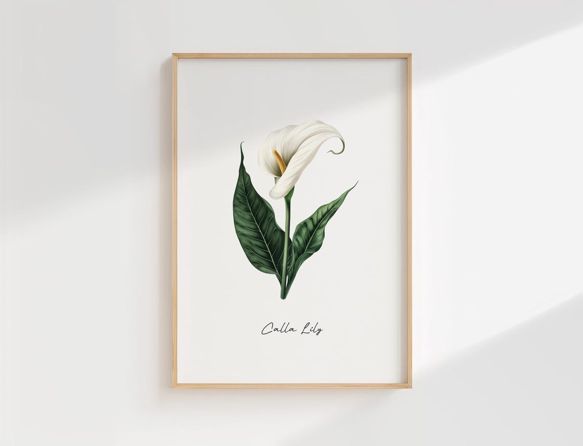 White Calla Lily Minimalist Botanical Elegant Floral Art Print