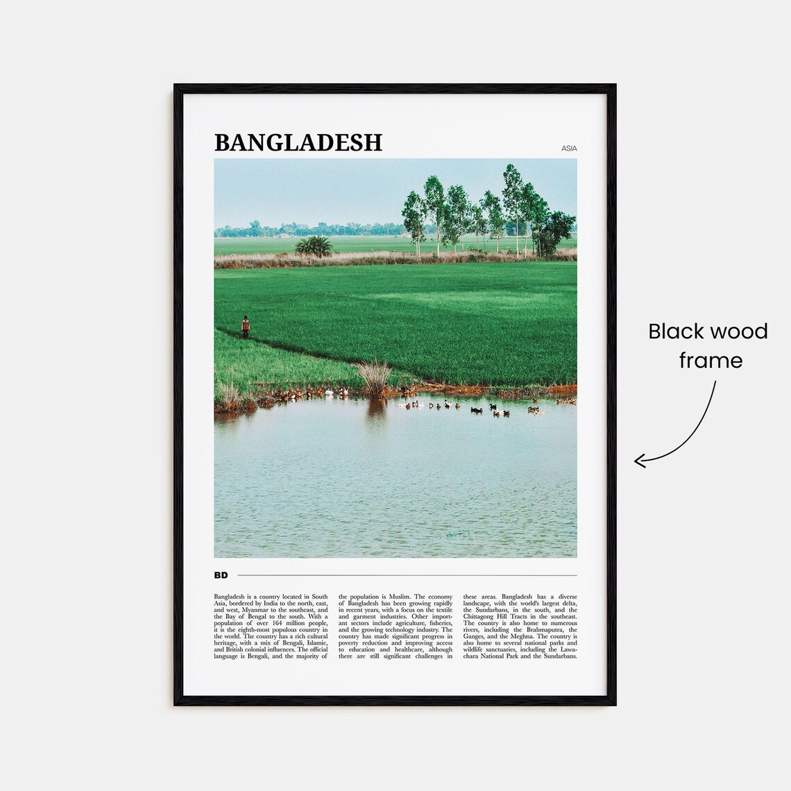 Bangladesh Asia Green Rice Fields Pond Countryside Travel Poster - Image 2