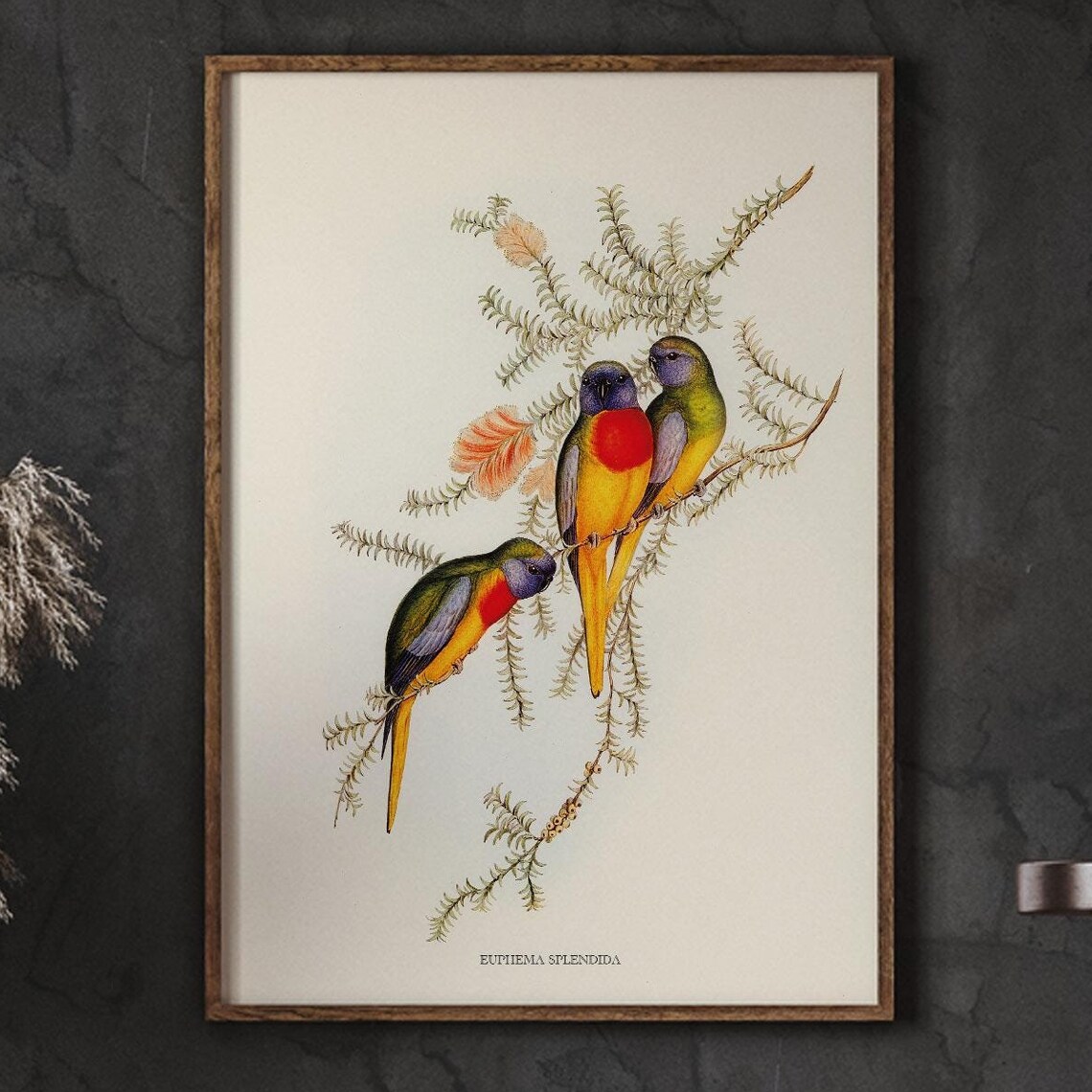 Splendid Parakeet Trio Vintage Natural History Bird Illustration Poster