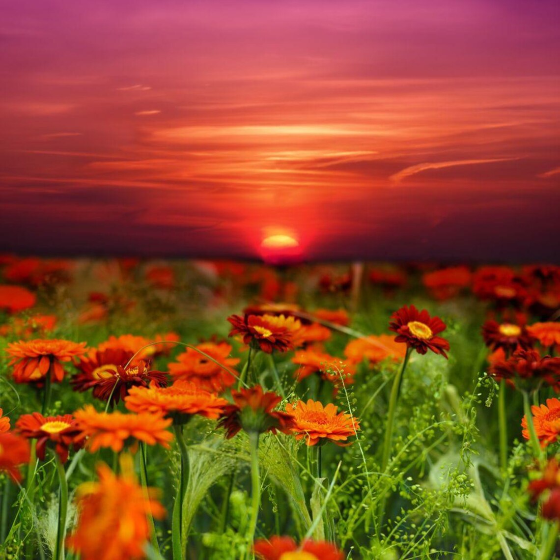 Fiery Sunset Over Daisy Flower Field Red Sky Landscape Art Poster - Image 3