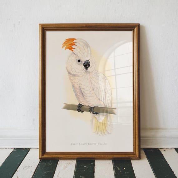Great Salmon Crested Cockatoo Vintage Print Bird Poster Antique Animal Painting Wall Art Decor Illustration