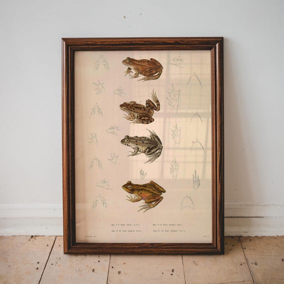Vintage Frog Poster Illustration Science Textbook Wall Art Bedroom Decor