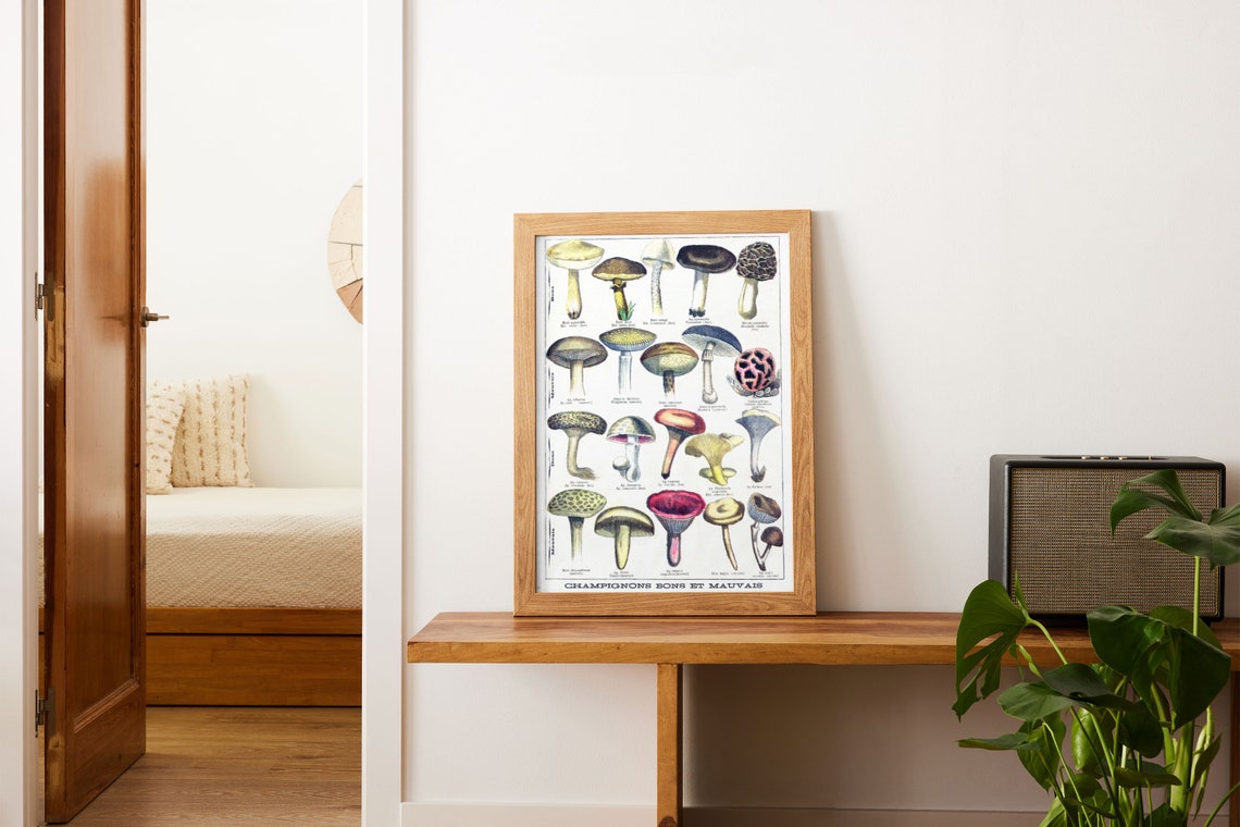 French Mushrooms Edible Poisonous Champignons Vintage Chart Poster - Image 3