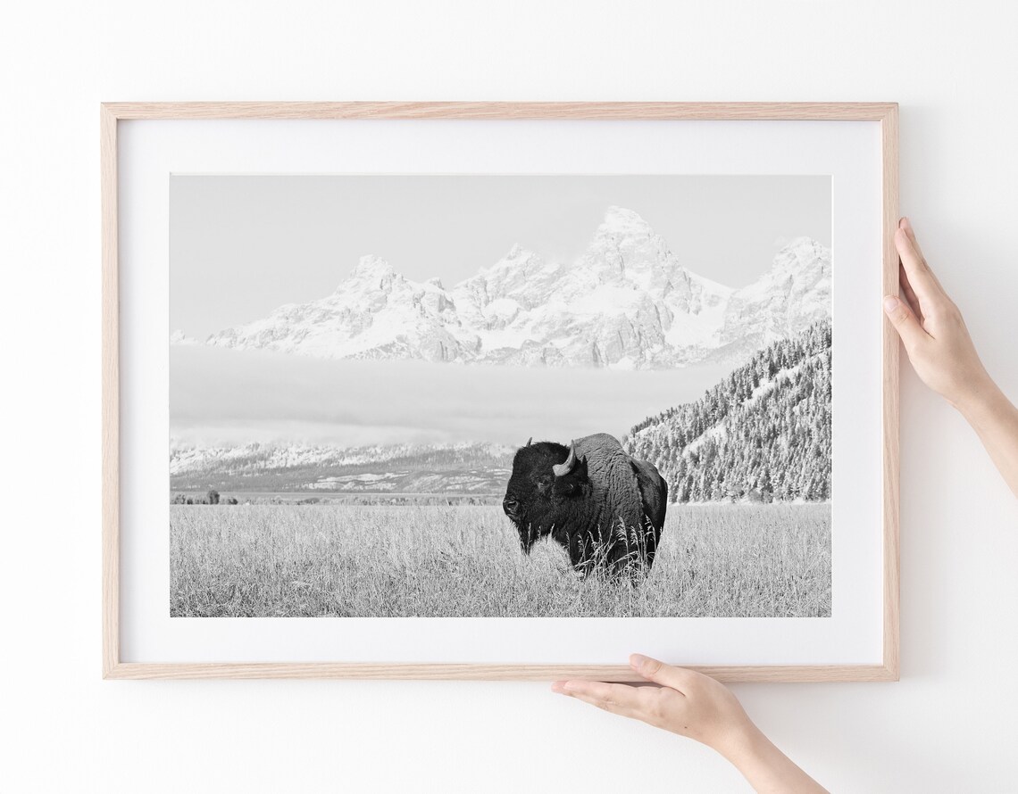 Black and White Bison in Grand Teton Wyoming Art Print - Image 2