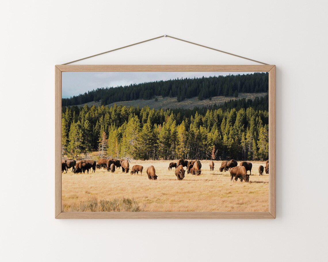 Bison In Field Landscape Photography, Rustic Western Art Print - Image 2