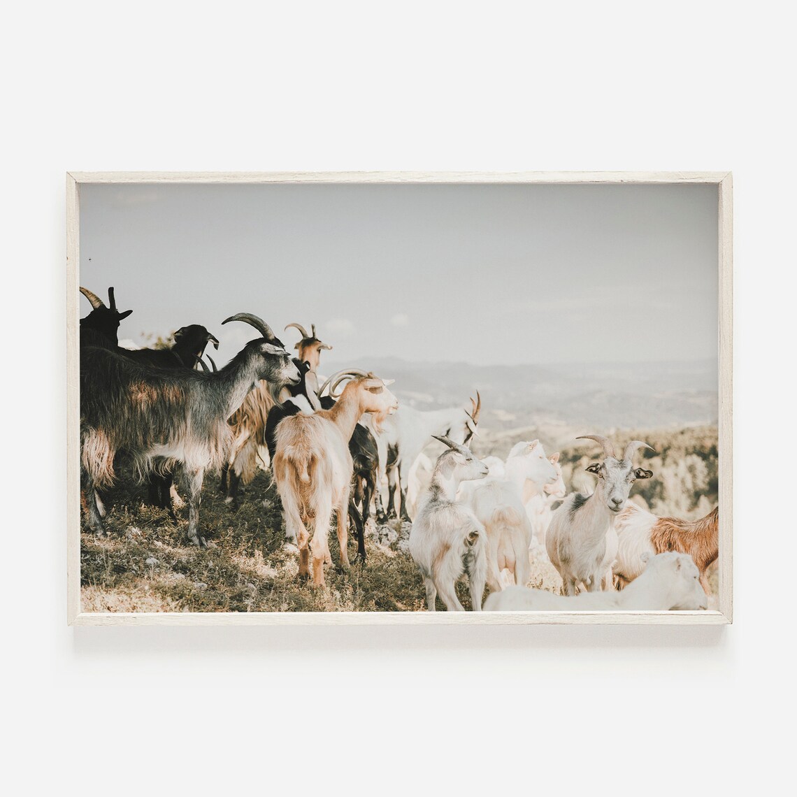 Goat Farmhouse Wall Art Print, Argentina Desert