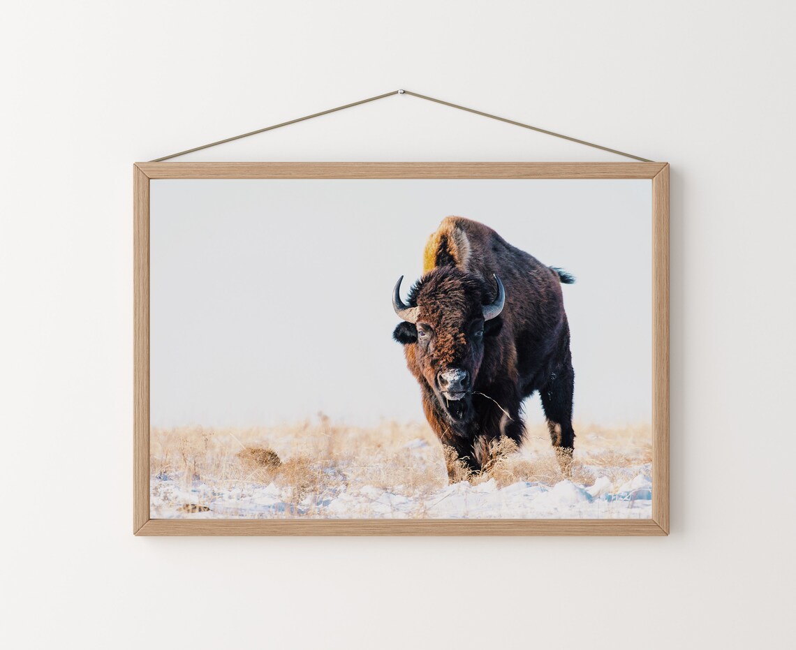 Bison Print, Western Landscape Farmhouse Art Print - Image 2