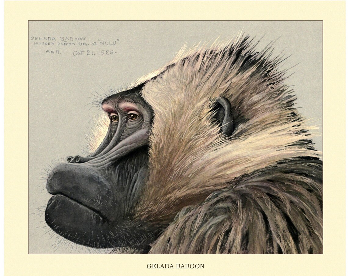 Gelada Baboon 1926 Abyssinian Field Study Portrait Illustration Poster