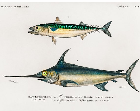 Swordfish And Mackerel, 1892 Antique Lithograph Print