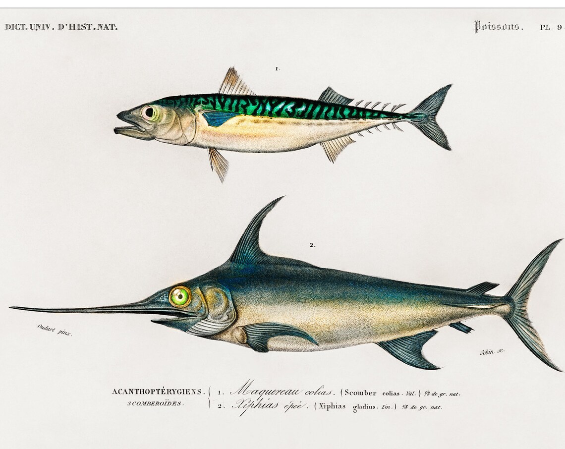 Swordfish And Mackerel, 1892 Antique Lithograph Print