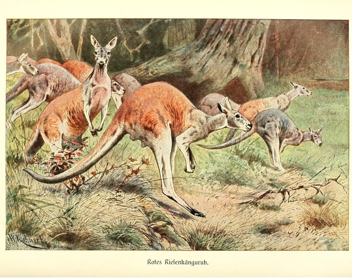Red Giant Kangaroo Antique Lithograph, Alfred Brehm