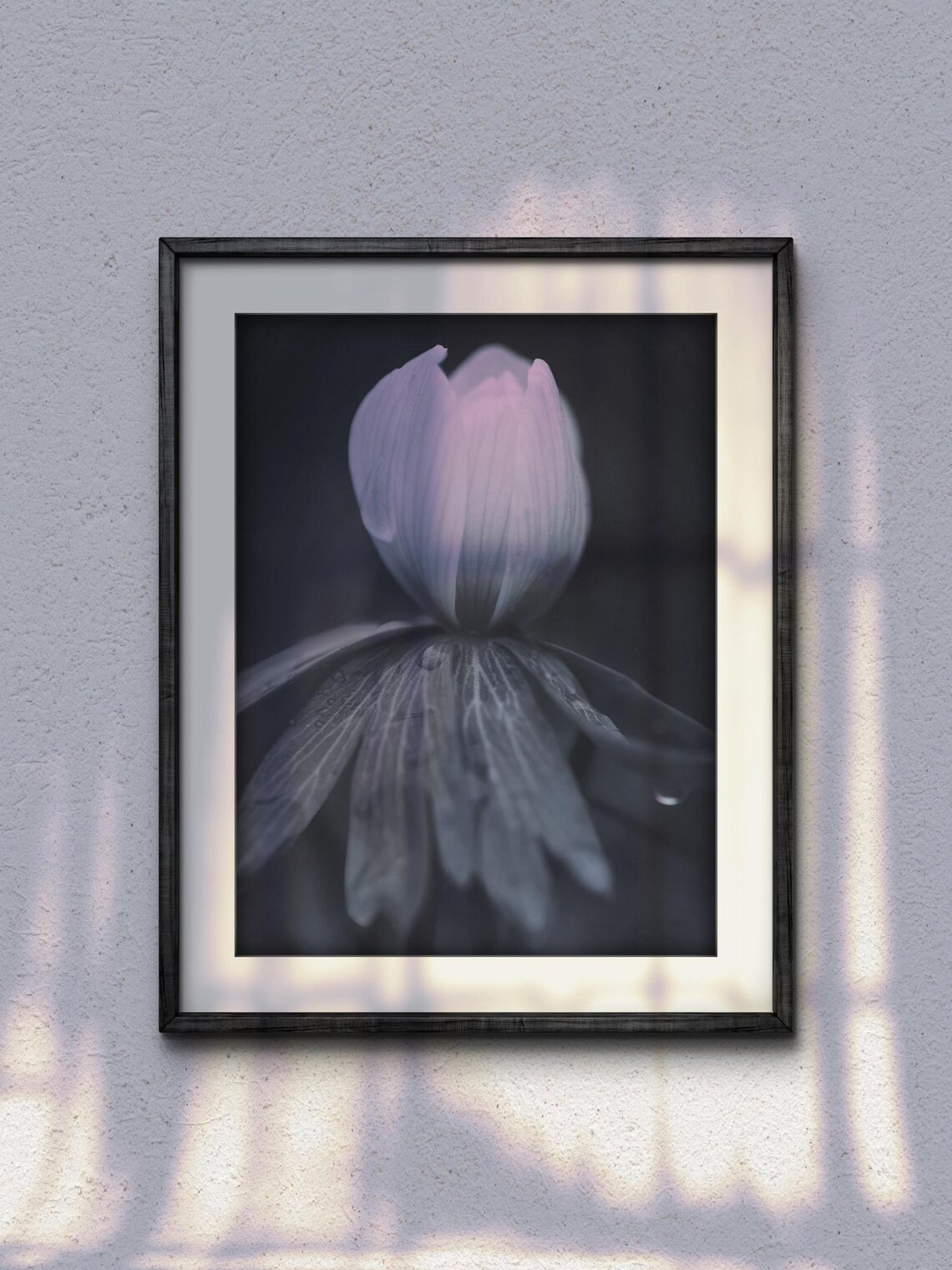 Close Up Flower Photograph, Delicate Petals - Image 3