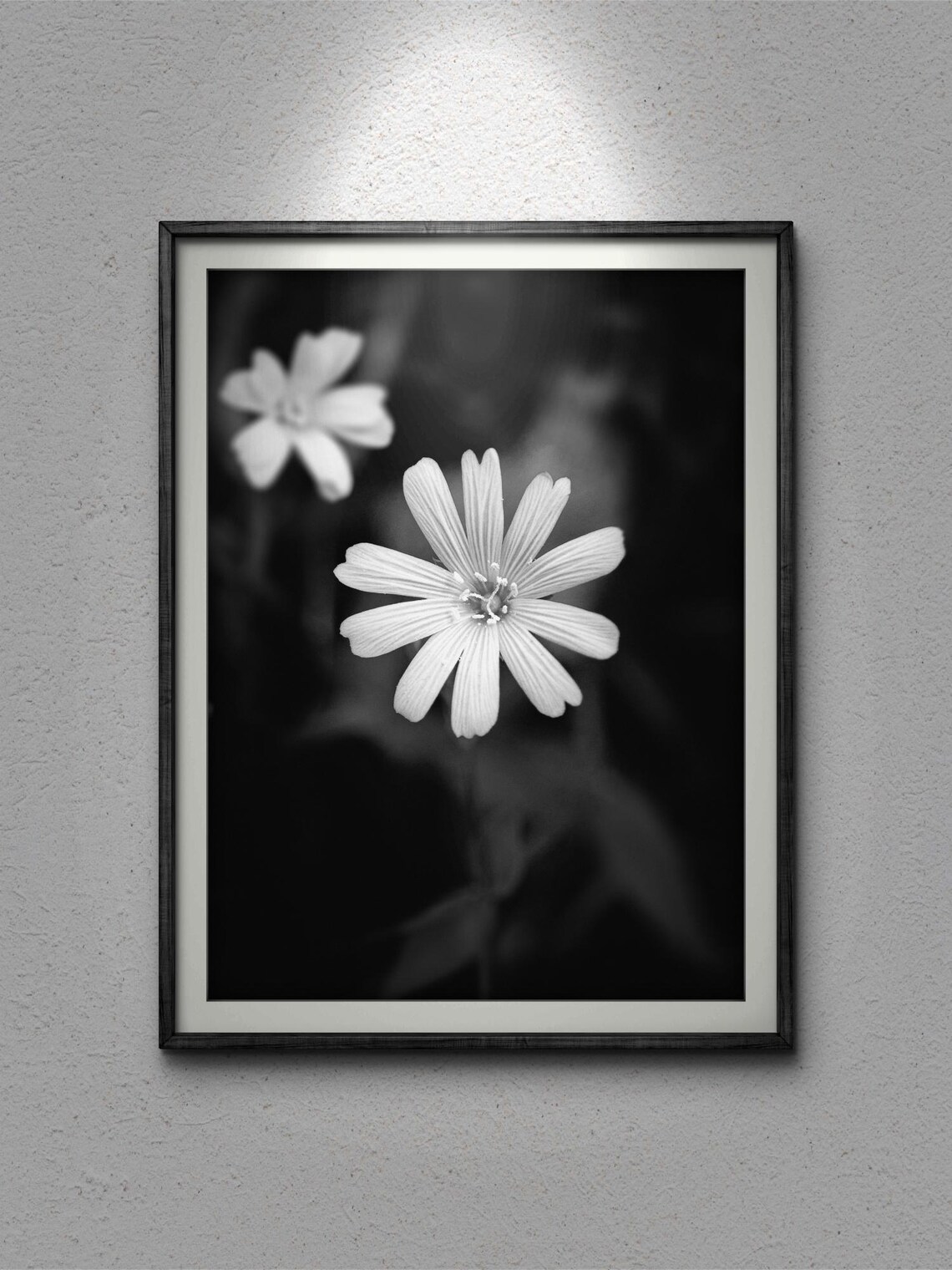 Black And White Flower Close Up, Elegant Floral - Image 3