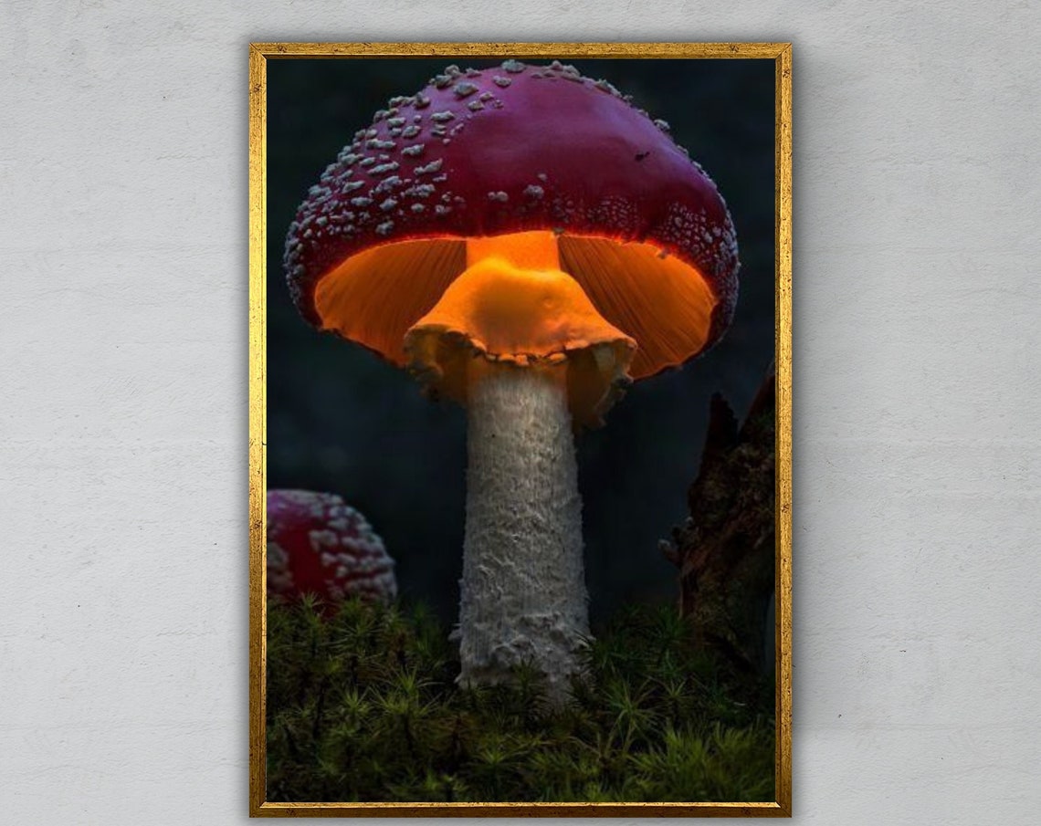 Glowing Red Fly Agaric Mushroom Dark Forest Magical Macro Art Print