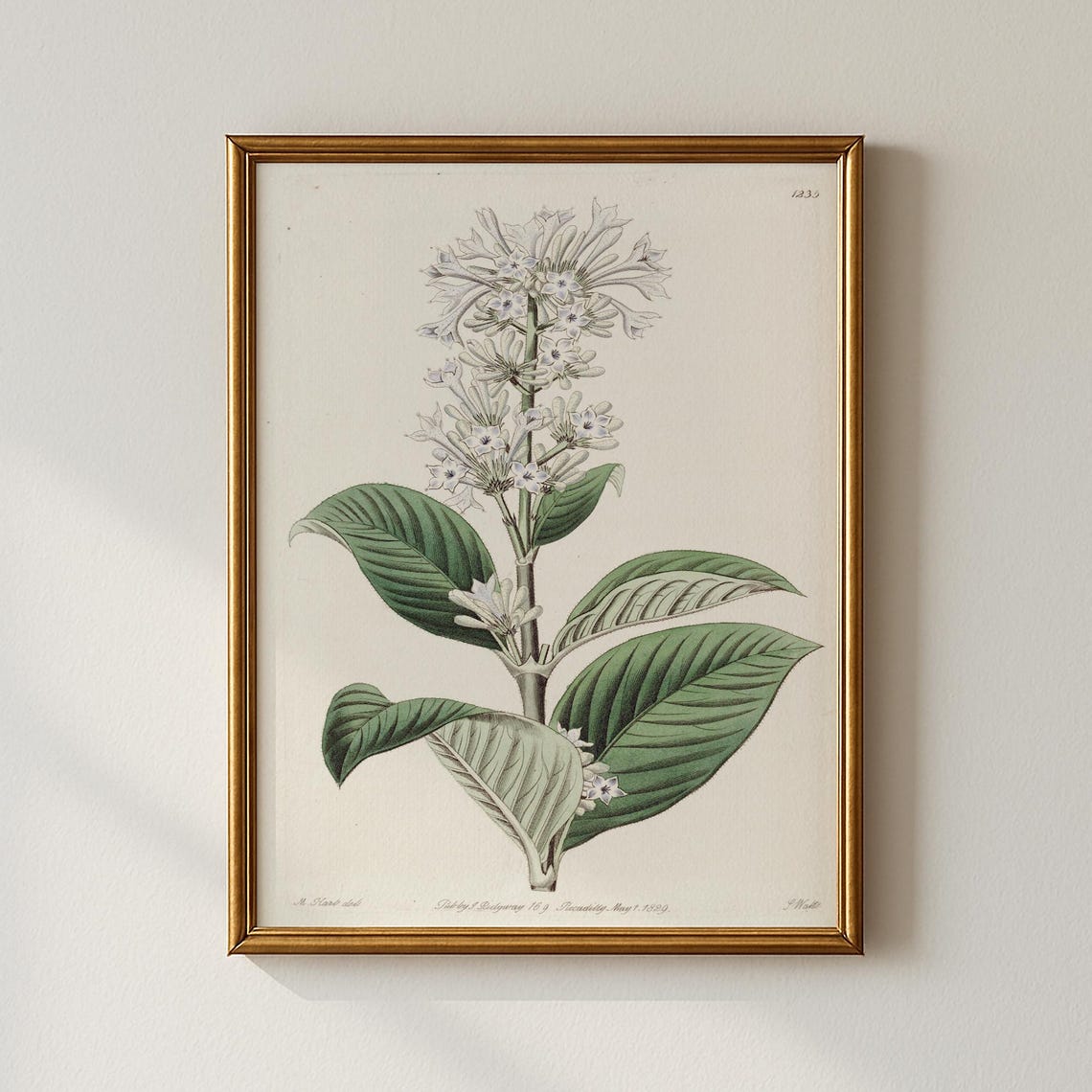 White Blossom Botanical Illustration 1829 Vintage Floral Print