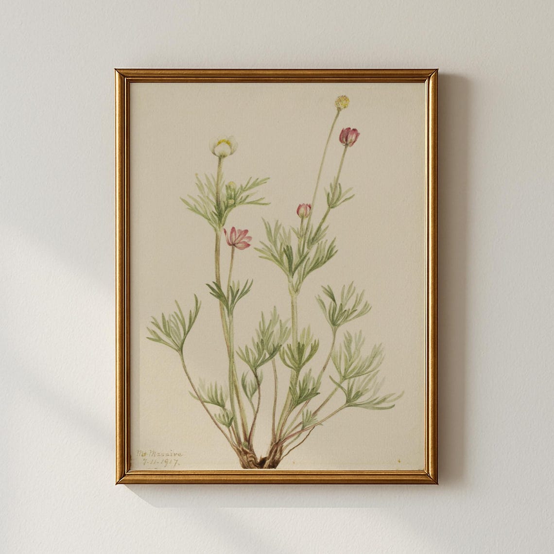 Dated 1917 Pink Wildflower Watercolor Botanical Sketch Print