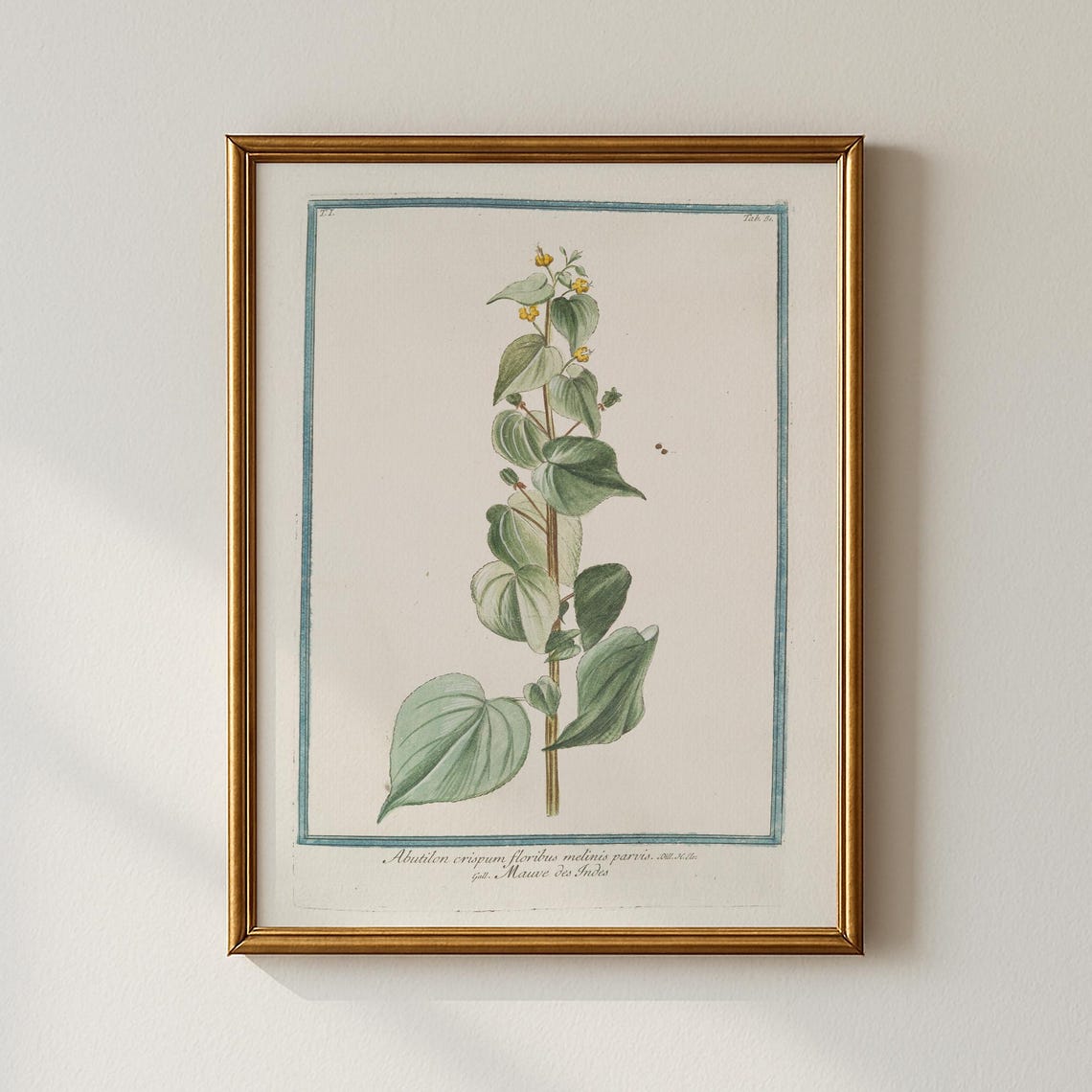 Vintage Botanical Abutilon Plant Scientific Illustration Poster