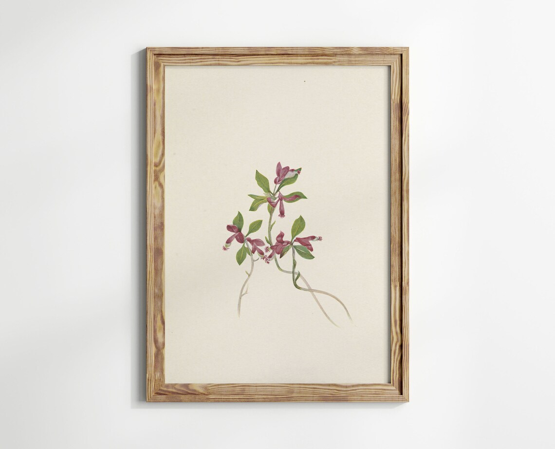 Burgundy Wildflower Branch Vintage Botanical Illustration Art Poster - Image 3