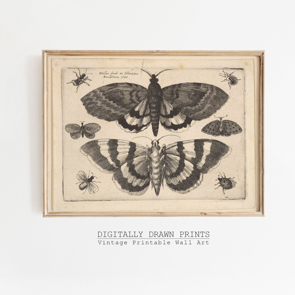 Halloween Antique Butterfly Drawing Dark Academia Print