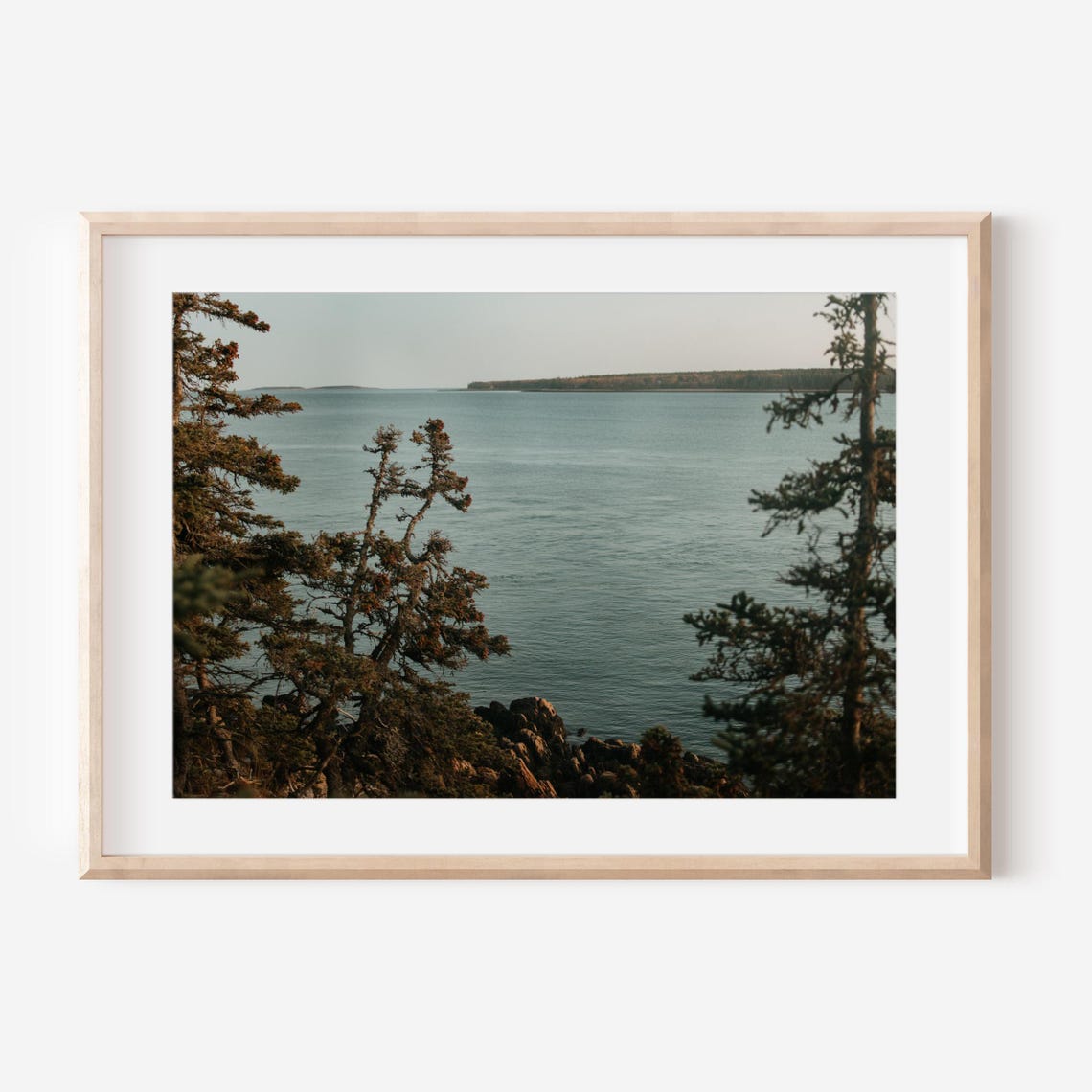 Rocky Maine Coastline with Windblown Pines at Golden Hour Poster