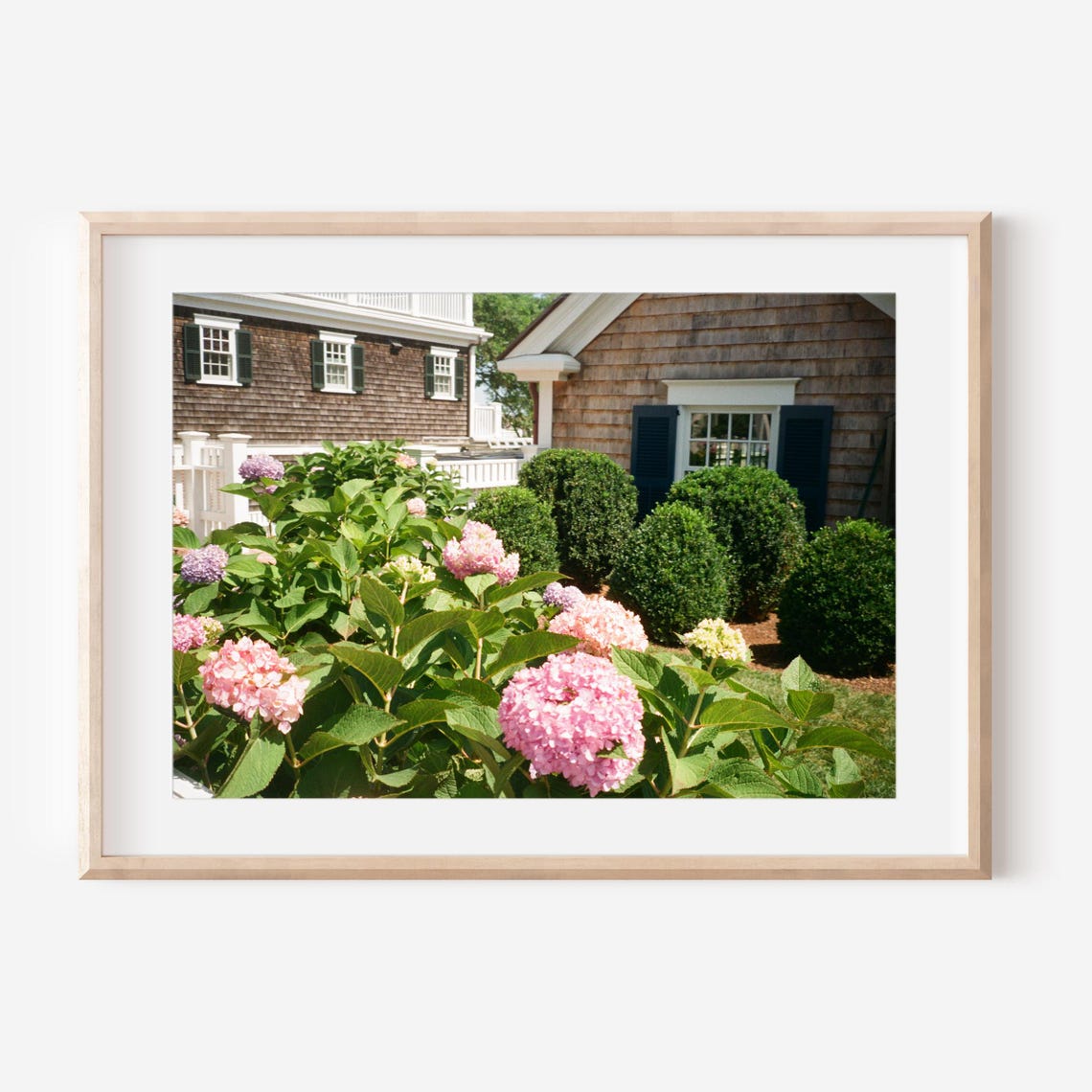 Pink Hydrangeas Blooming by a New England Shingle Cottage Poster