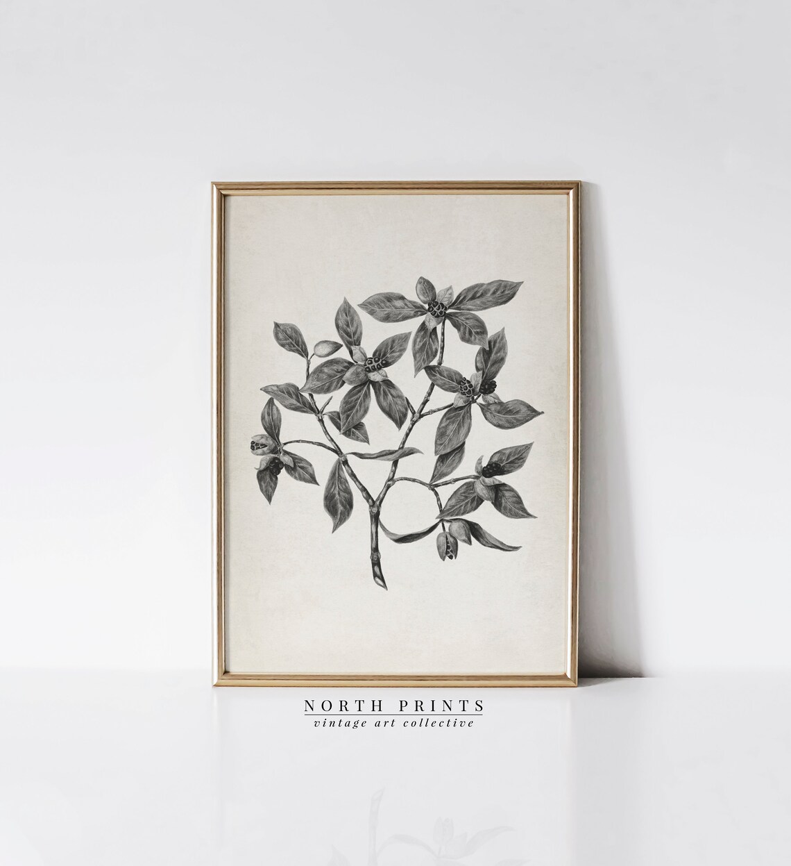 Black White Berry Branch Botanical Drawing Vintage Plant Sketch Print