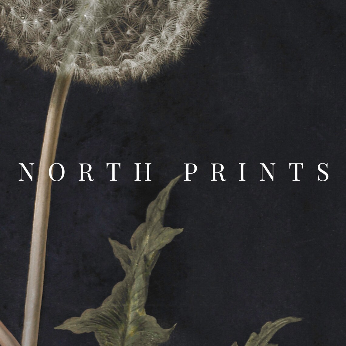 Navy Blue Dandelion Botanical Art Print, Vintage - Image 3