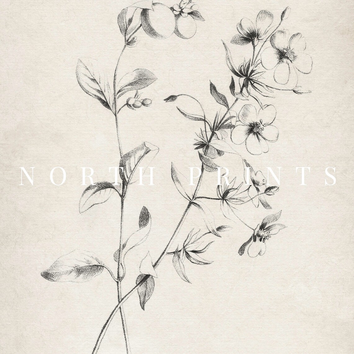Minimalist Botanical Sketch Art, Neutral Country Decor - Image 2