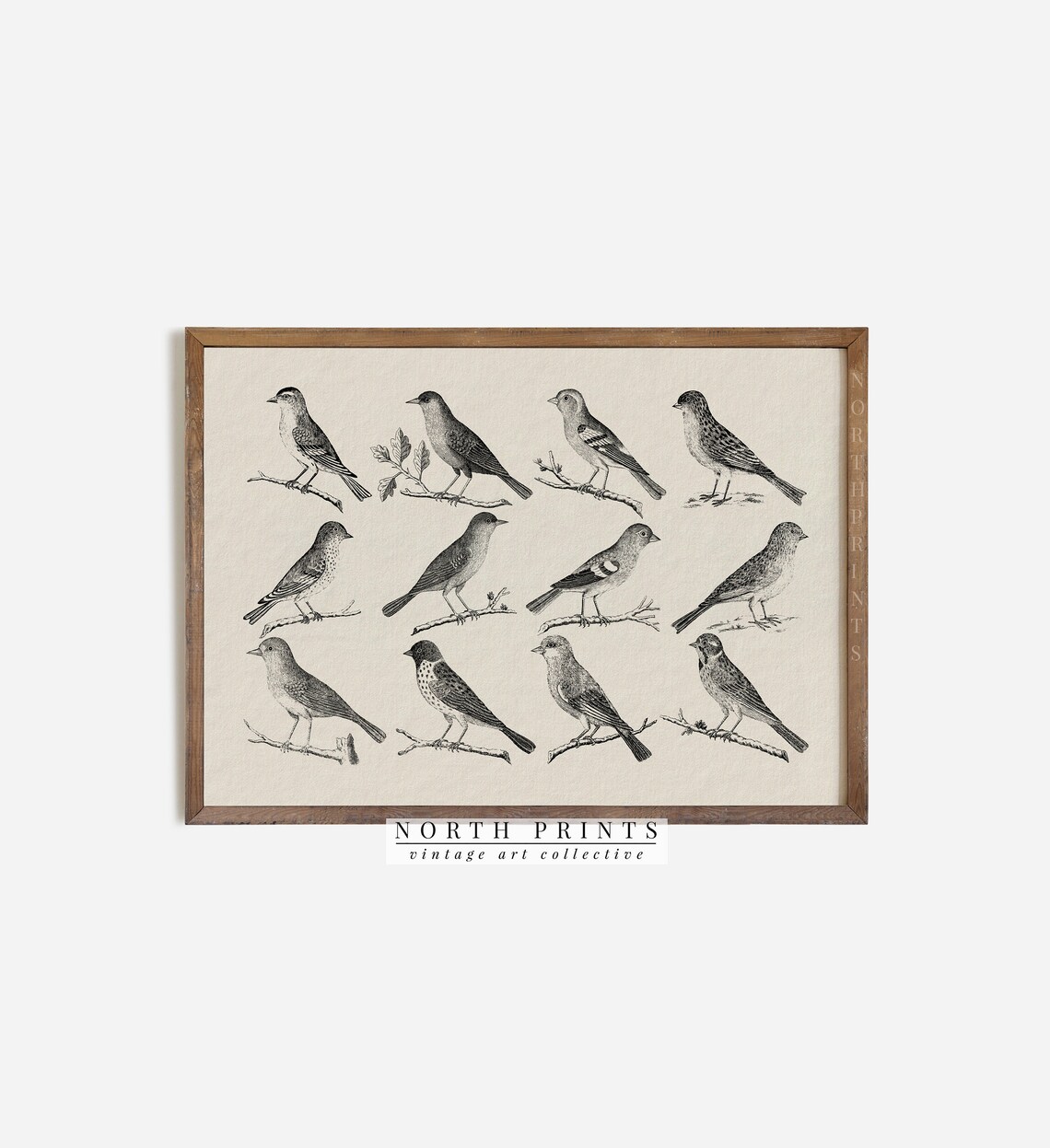 Antique Bird Sketch, Neutral Vintage Farmhouse Art Print - Image 2