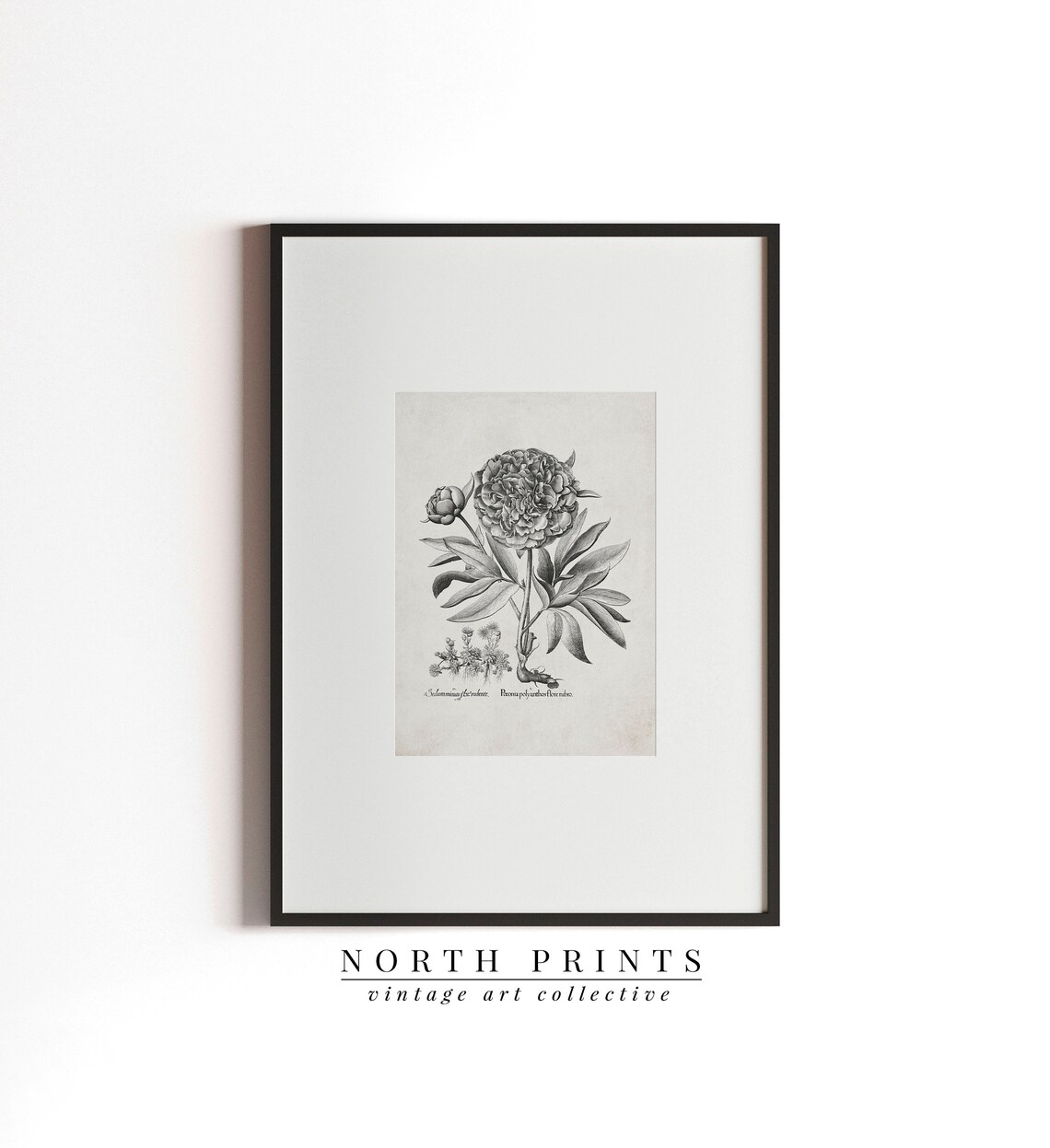Antique Peony Sketch, Rustic Botanical Drawing - Image 2