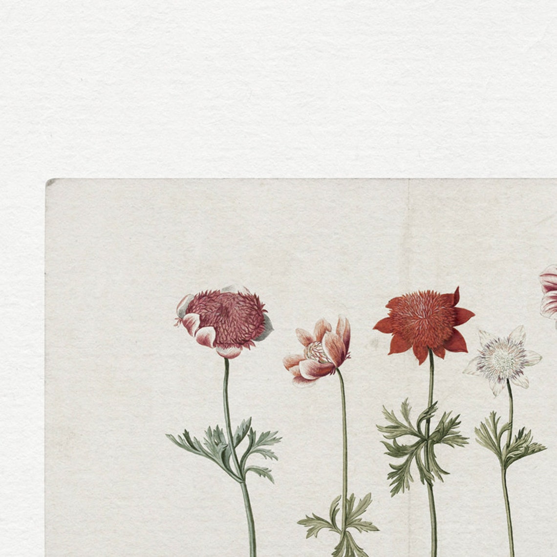 Wild Anemones Row Watercolor Antique Botanical Flower Art Print - Image 3
