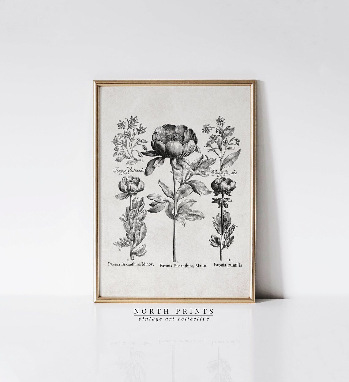 Vintage Botanical Drawing, Rustic Flower Study