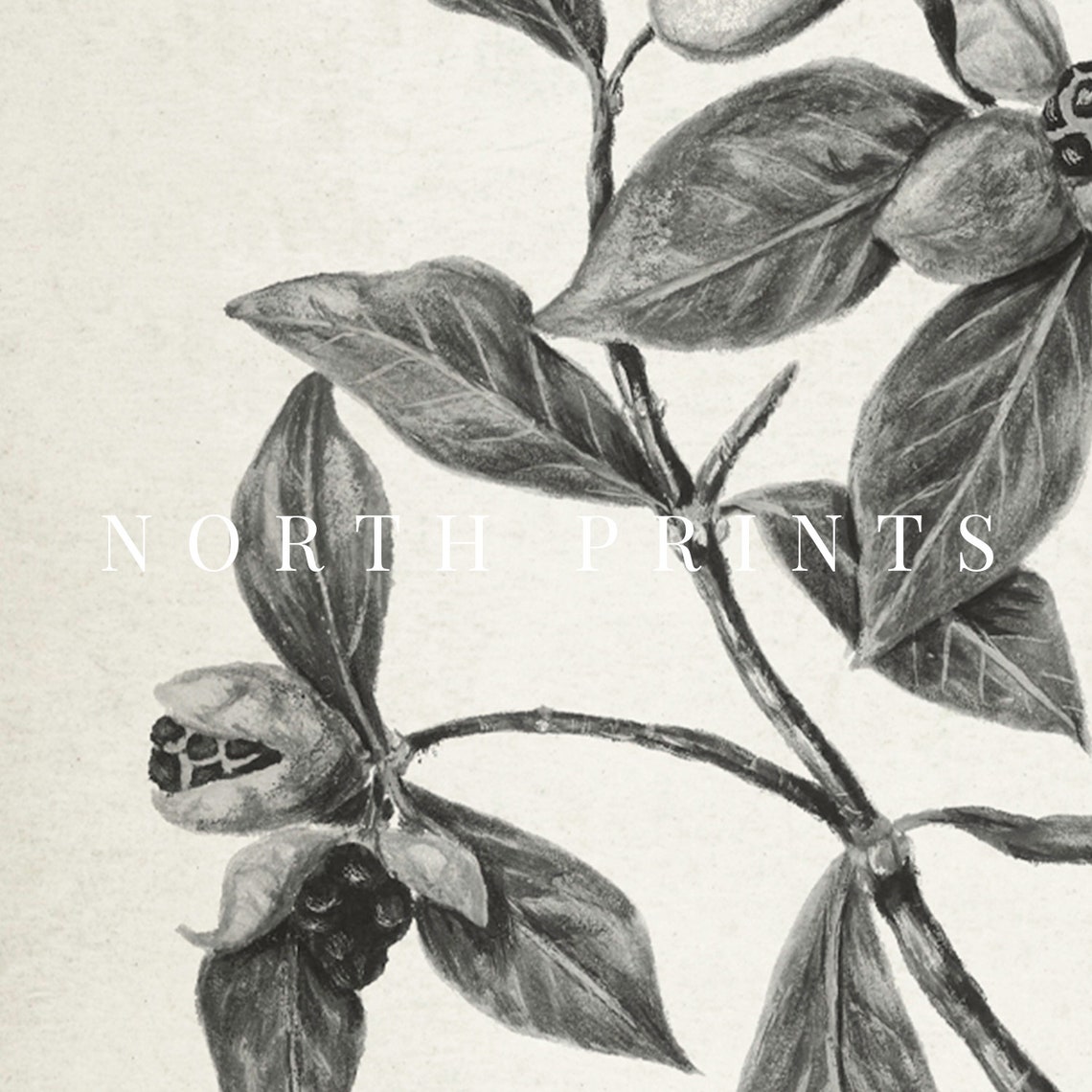 Black White Berry Branch Botanical Drawing Vintage Plant Sketch Print - Image 4