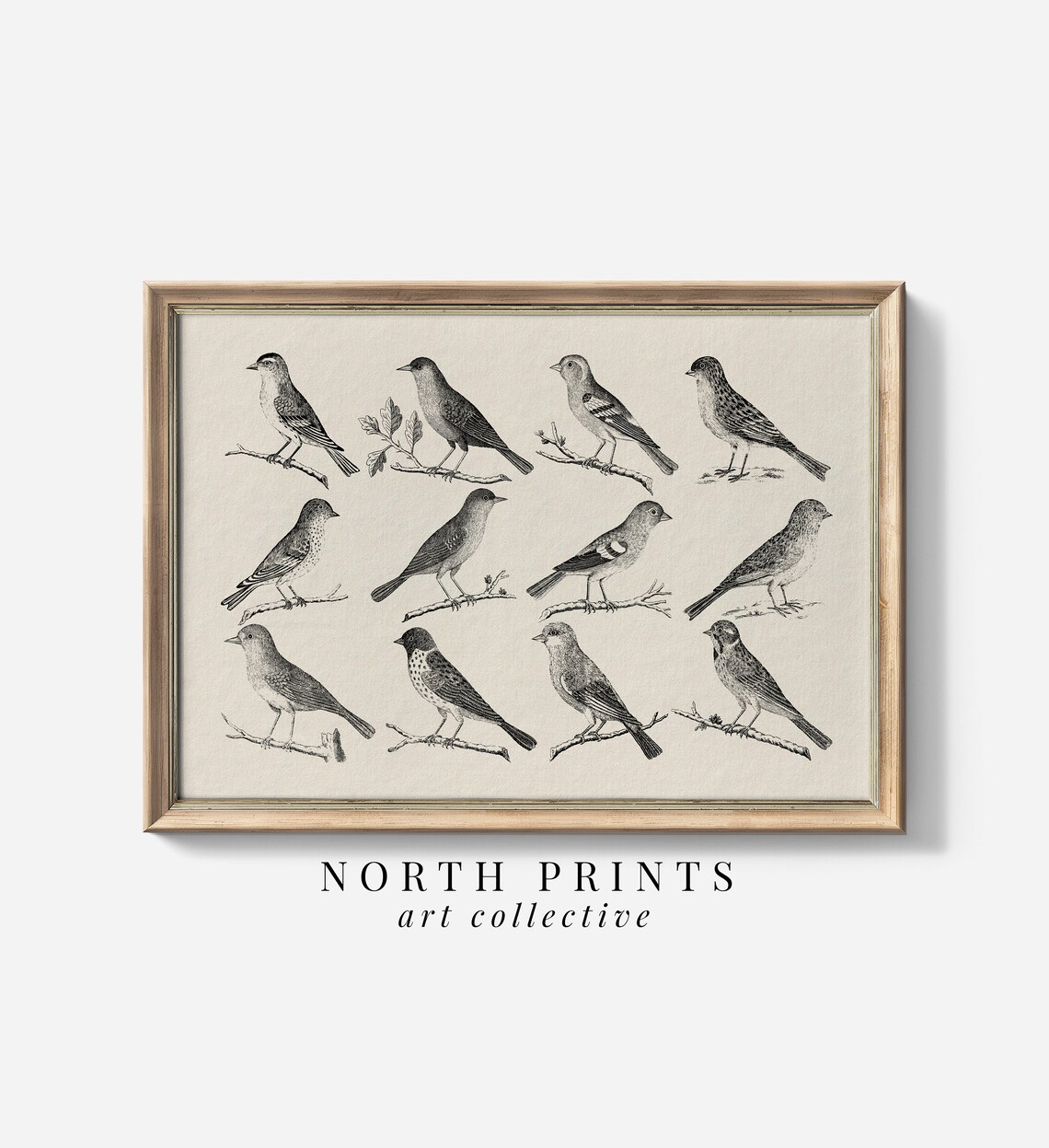 Antique Bird Sketch, Neutral Vintage Farmhouse Art Print