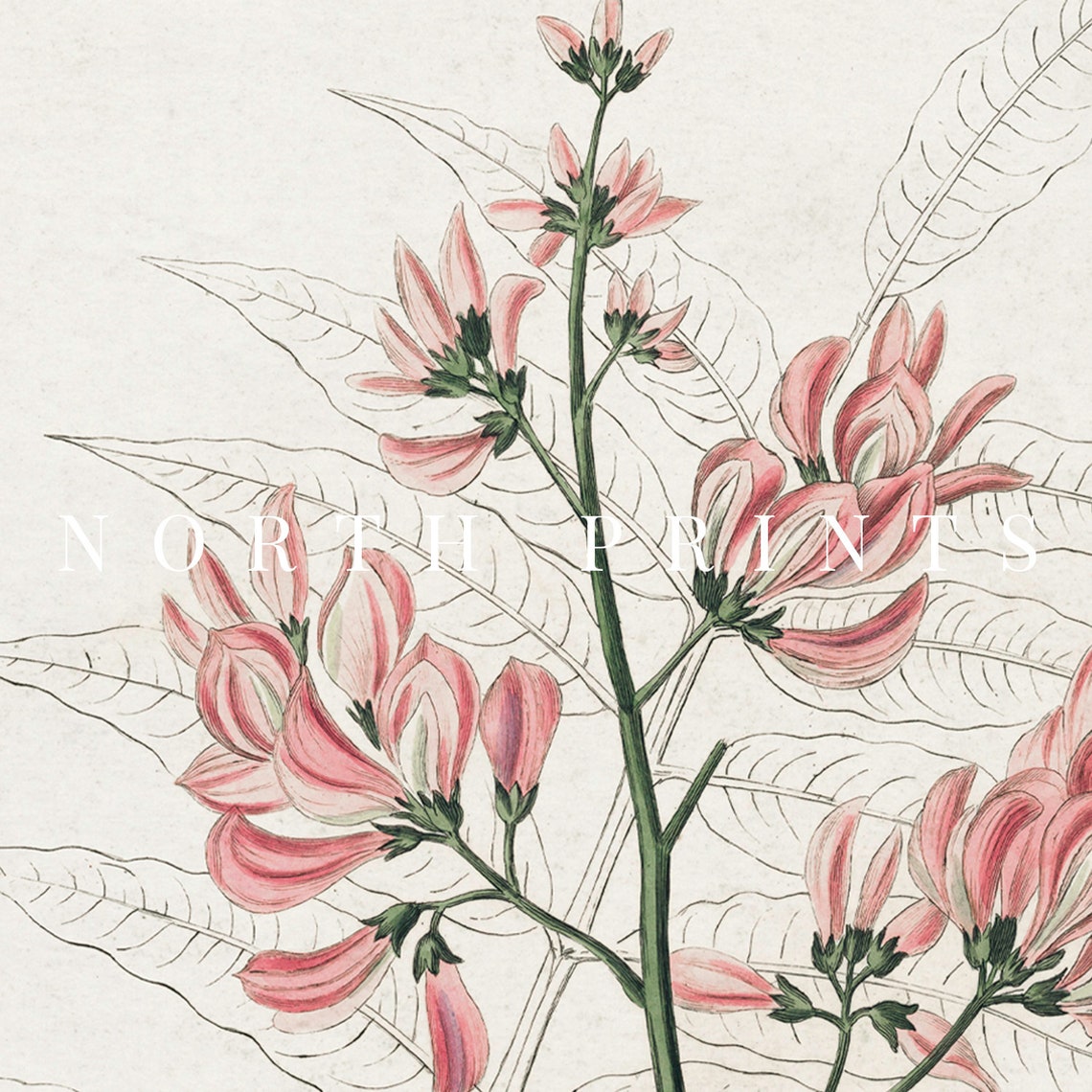 Vintage Pink Blossom Coral Flower Bloom Botanical Illustration Poster - Image 3